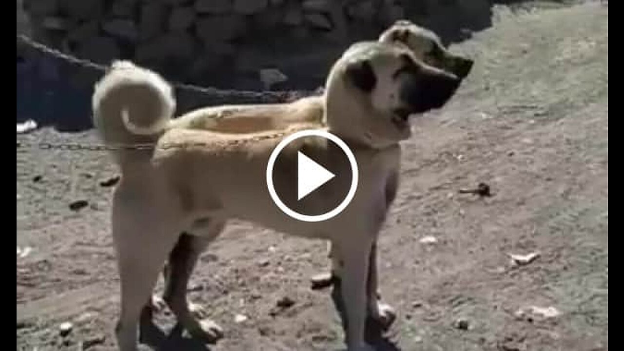Kangal Shepherd Dogs