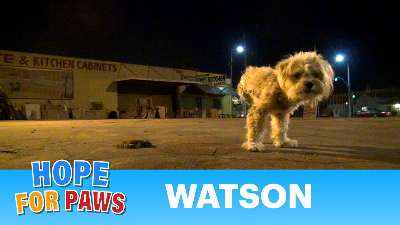 Dog rescue: Watson, the three legged dog - Please share and help us find him a home.