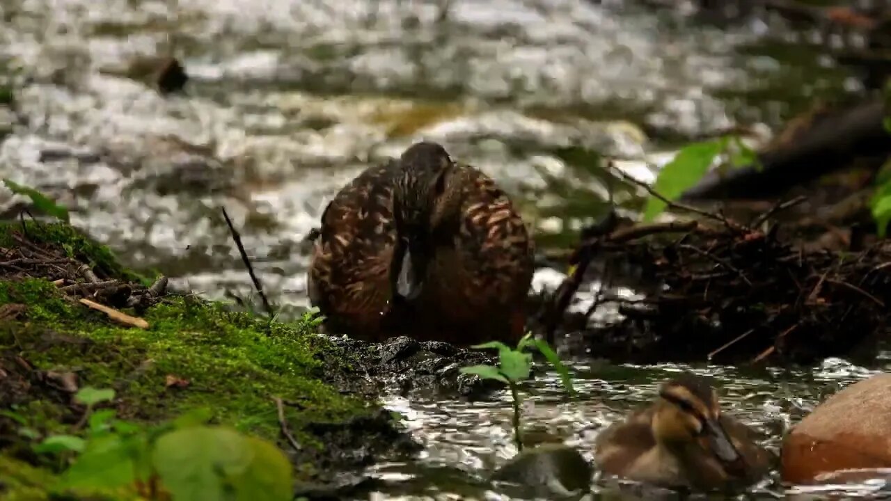 Duck Family On Creek