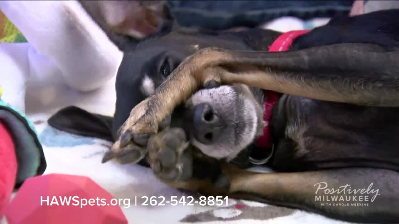 Pawsitively Milwaukee 3.12.23