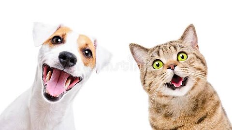 Funny Dog And Cat 😍🐶😻 Funniest Animals