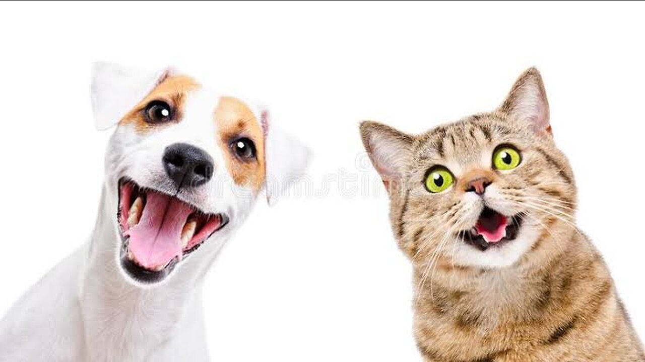 Funny Dog And Cat 😍🐶😻 Funniest Animals