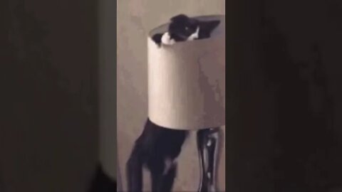 Cat fails } try to hide in the lamp, Funny cute pets lovers, #Shorts