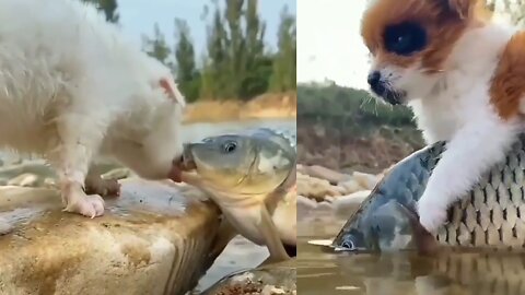 dog and fish very strong friendship