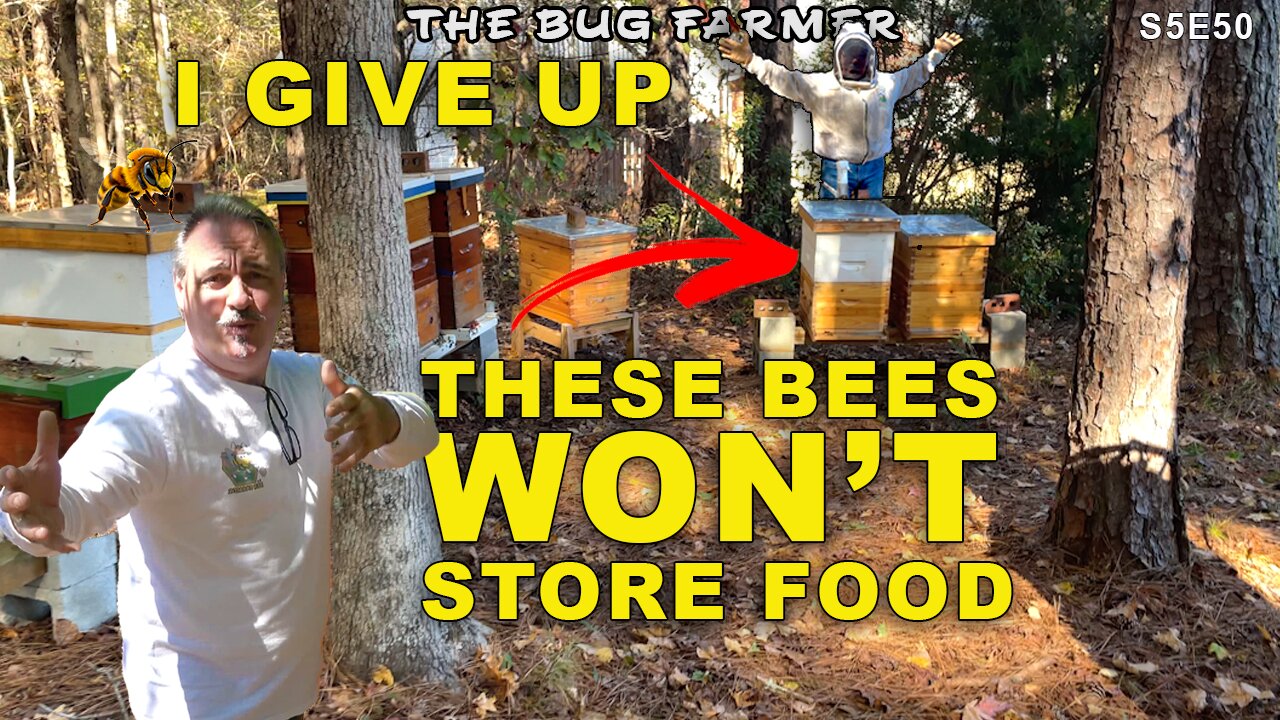 The Weightless Hive | This hive won't take syrup before winter.