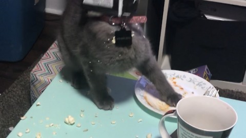 Kitten gets head stuck in popcorn bag