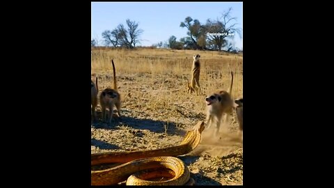 Fight of world snake and mongoose