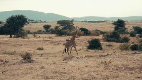 A Giraffe Walking in a Safari