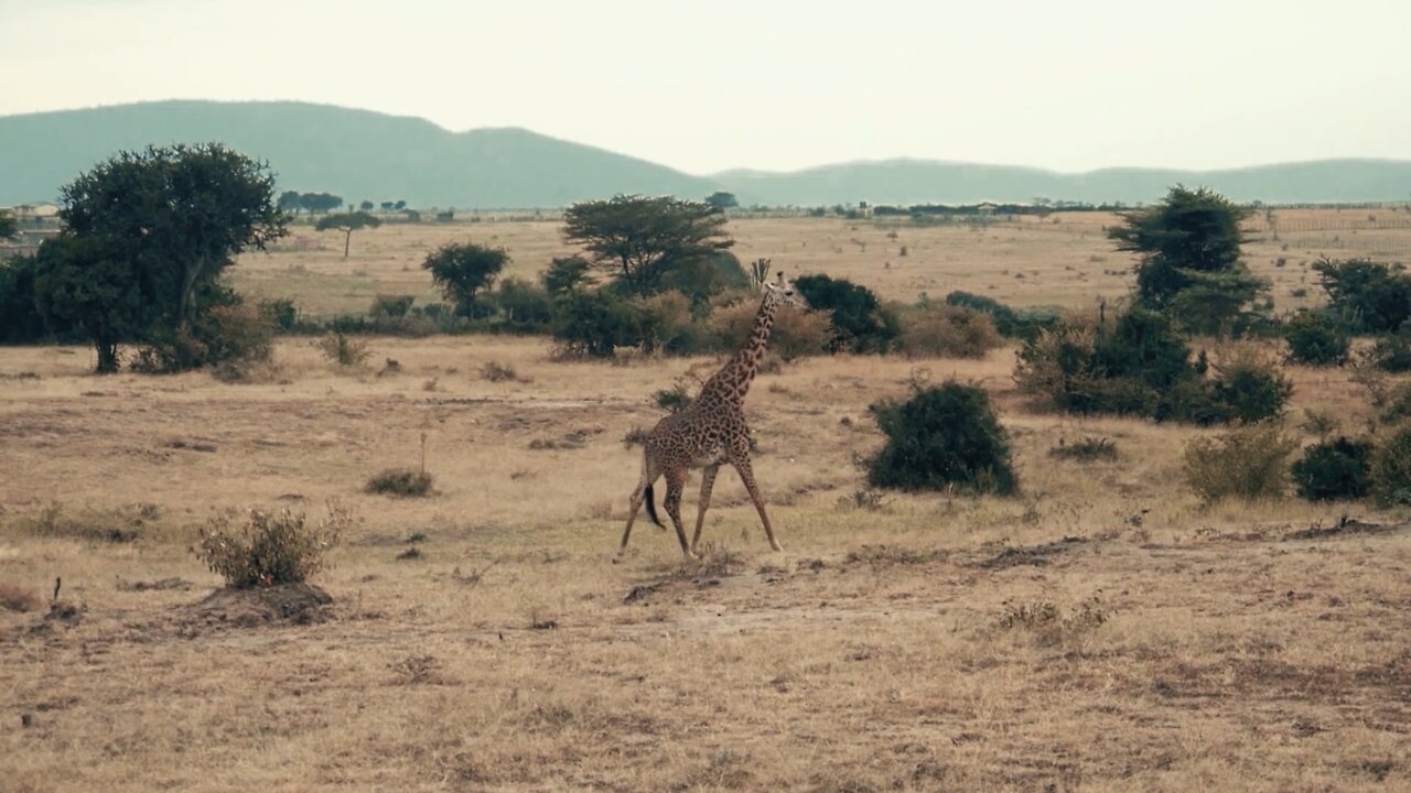 A Giraffe Walking in a Safari