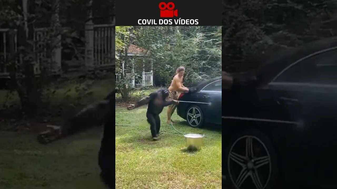 macaco lavando o carro 😮😮😮