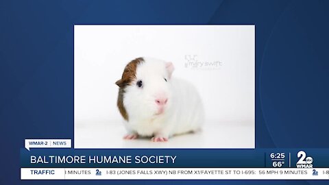 Lenny the guinea pig is up for adoption at the Baltimore Humane Society