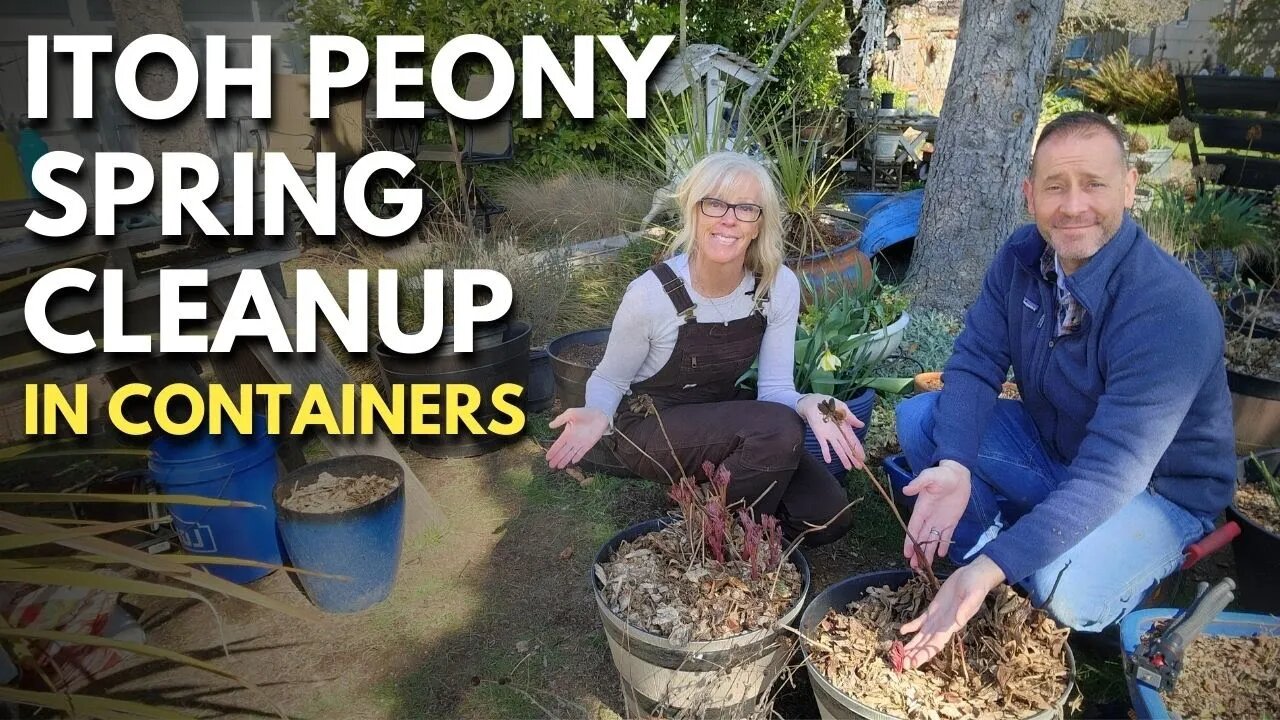 Itoh Peony Spring Cleanup In Containers 🌿😀