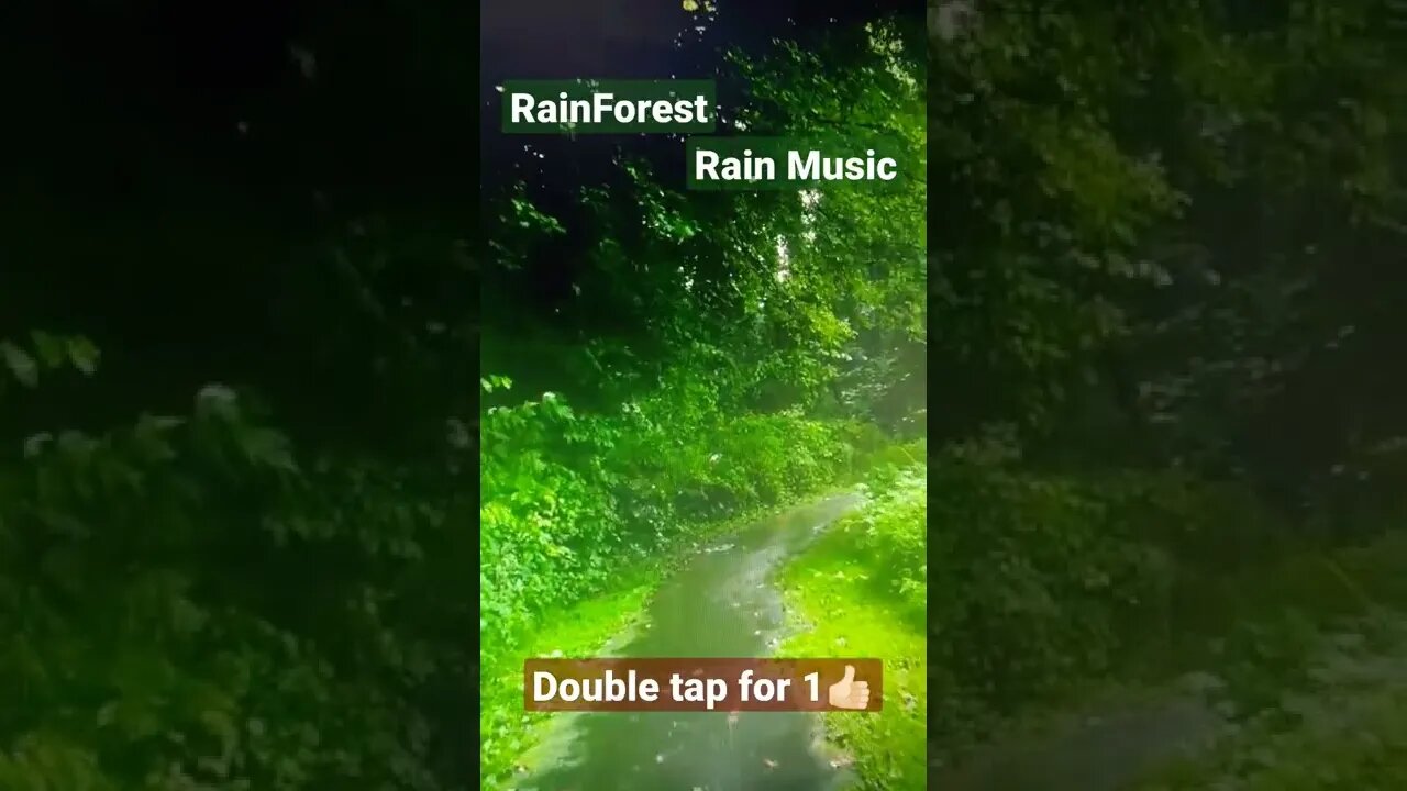 Rain Forest ll Rain Music ll Relaxed Music