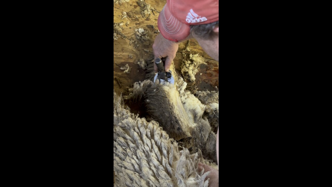 Big, Dirty, Wooly Feedlot Lambs 🐑