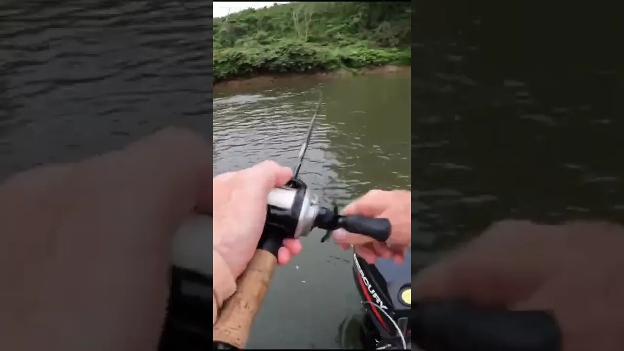 HARDEST Topwater Blow Up I’ve EVER Got!