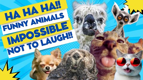 Funny animals. Impossible not to laugh