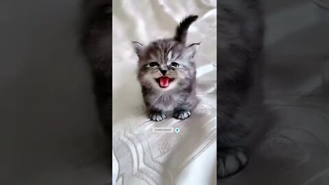 Cat crying