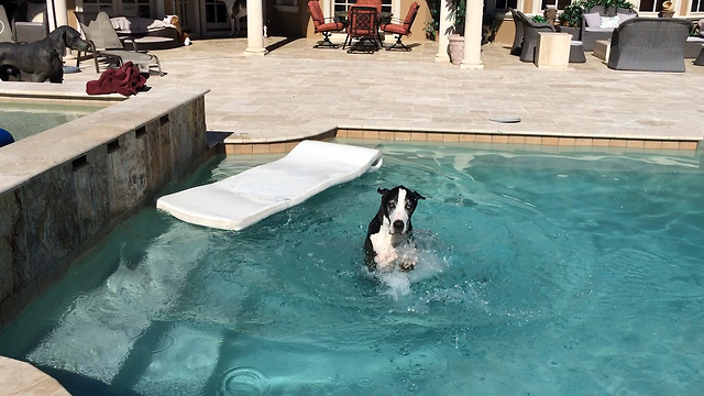 Katie the Great Dane floats swims and shakes