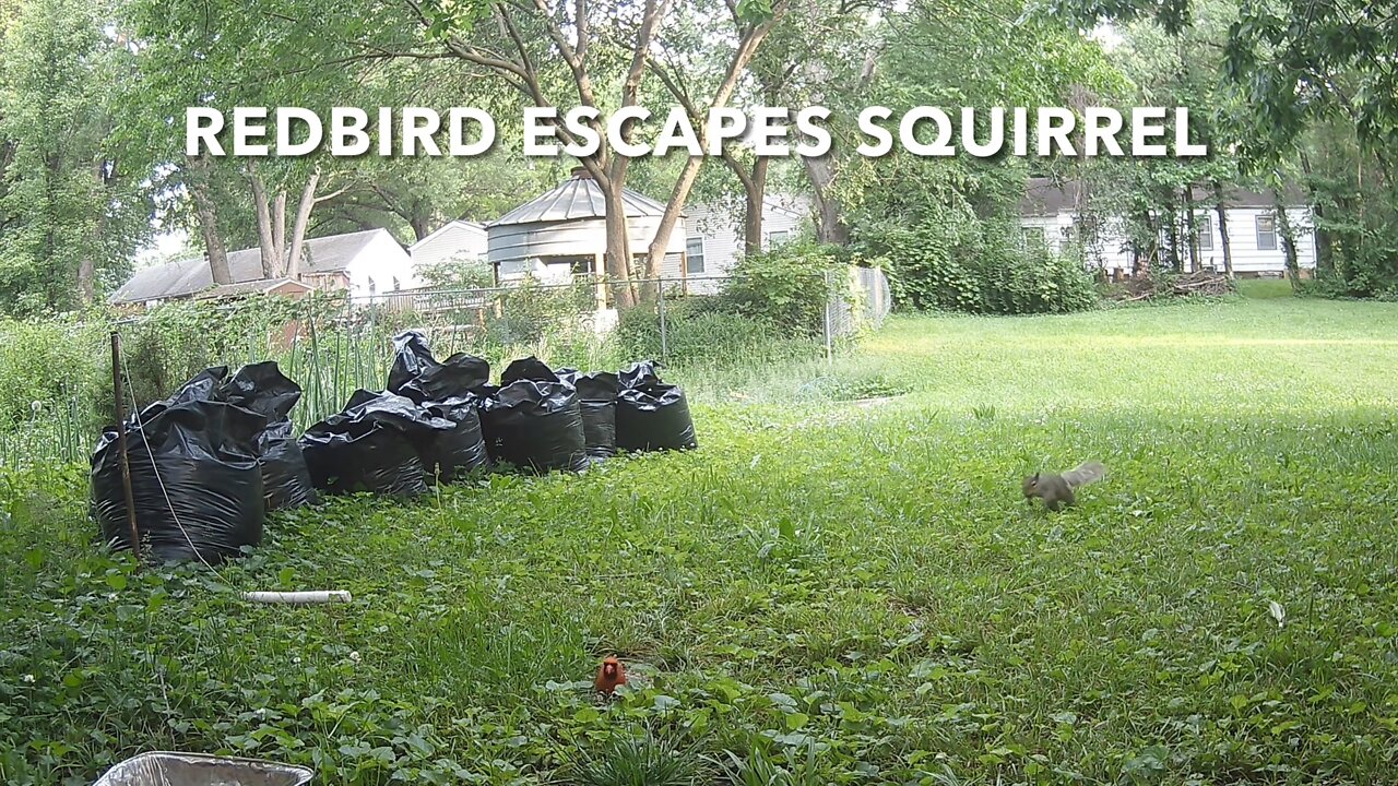 Redbird Escapes Squirrel