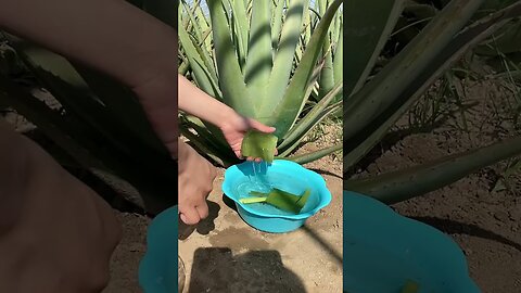 TOP 10 AMAZING BEAUTY HACKS WITH ALOE VERA # 109