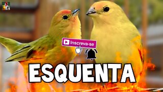 Esquenta Canário da Terra 🐦🔥