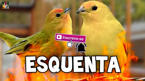 Esquenta Canário da Terra 🐦🔥