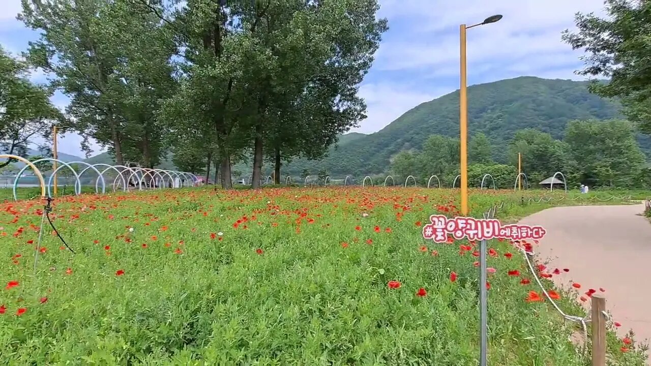 자라섬 남도. 양귀비꽃