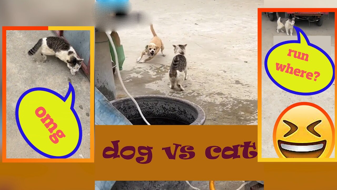 dog vs cat