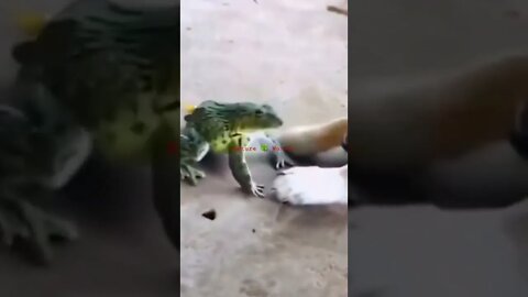 कुत्ता मेंढक से मस्ती कर रहा है🤣Dog Having Fun With Frog👈