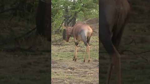 The Fastest-running Antelopes in Africa - Tsessebe!🤔#shorts #safari #travel #travelling