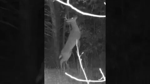 Skin walker buck deer walks on two legs