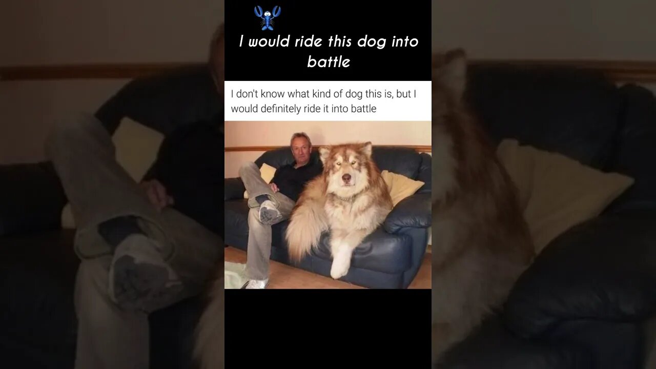 Battle dog