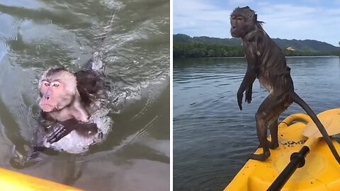 Wild monkey climbs aboard kayaker's boat