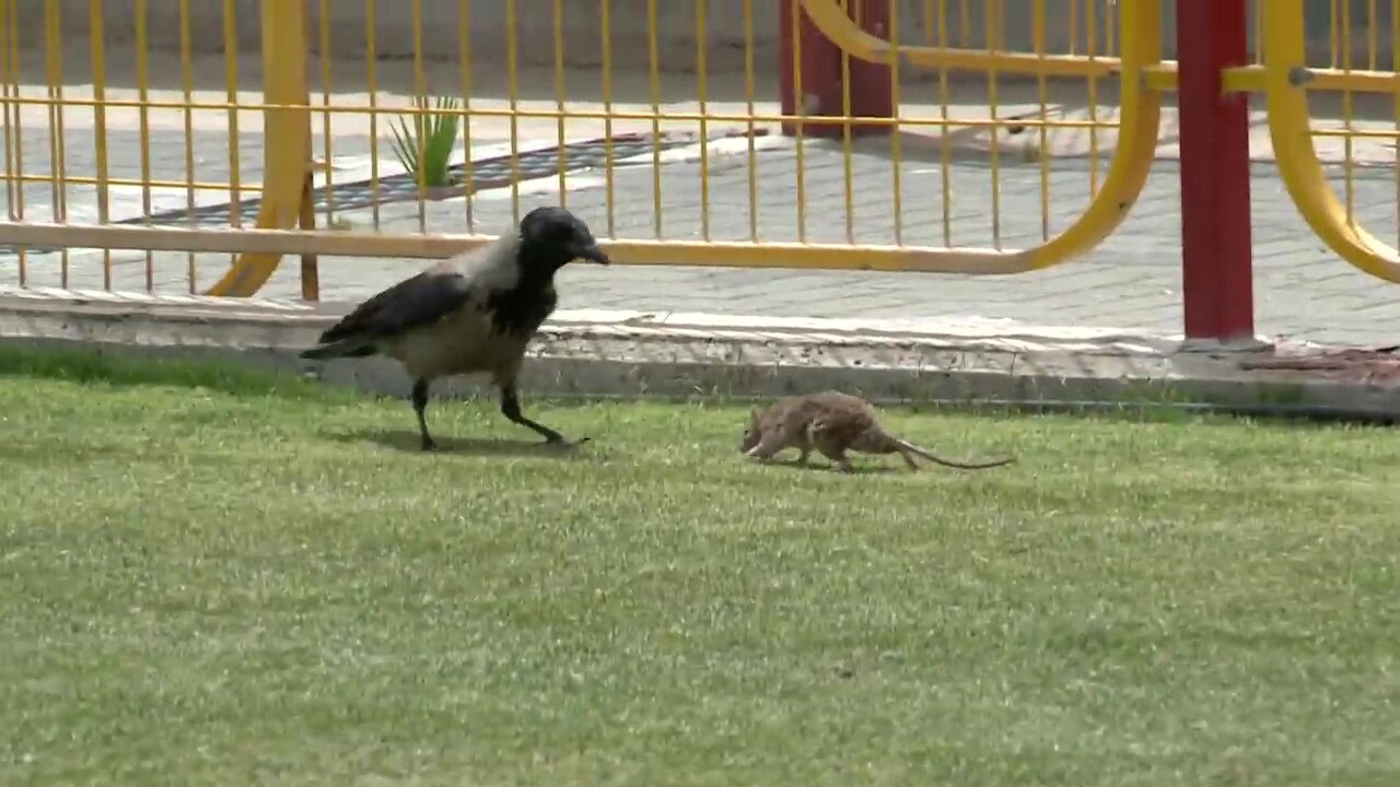 Another Rat and Crow encounter😮💥