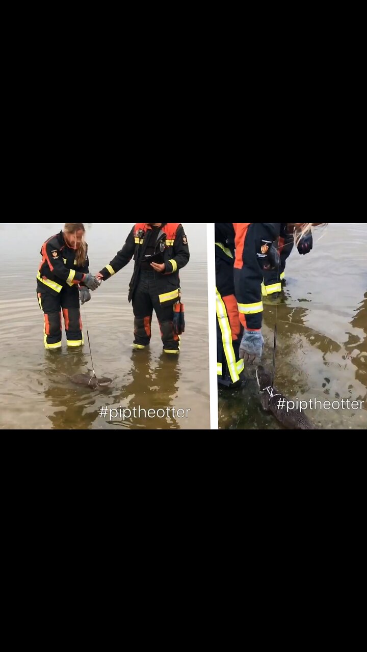 Pip is just swimming and playing with some firefighters