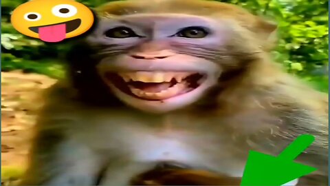 Funny 😜 monkey 🐒