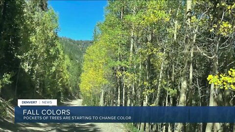 Fall colors: Leaves are starting to change in Colorado