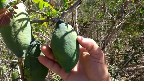 Incó Fruta Região Caatinga o fruto da Raposa Bahia