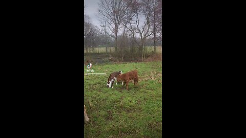 Baby girl and bull calf.