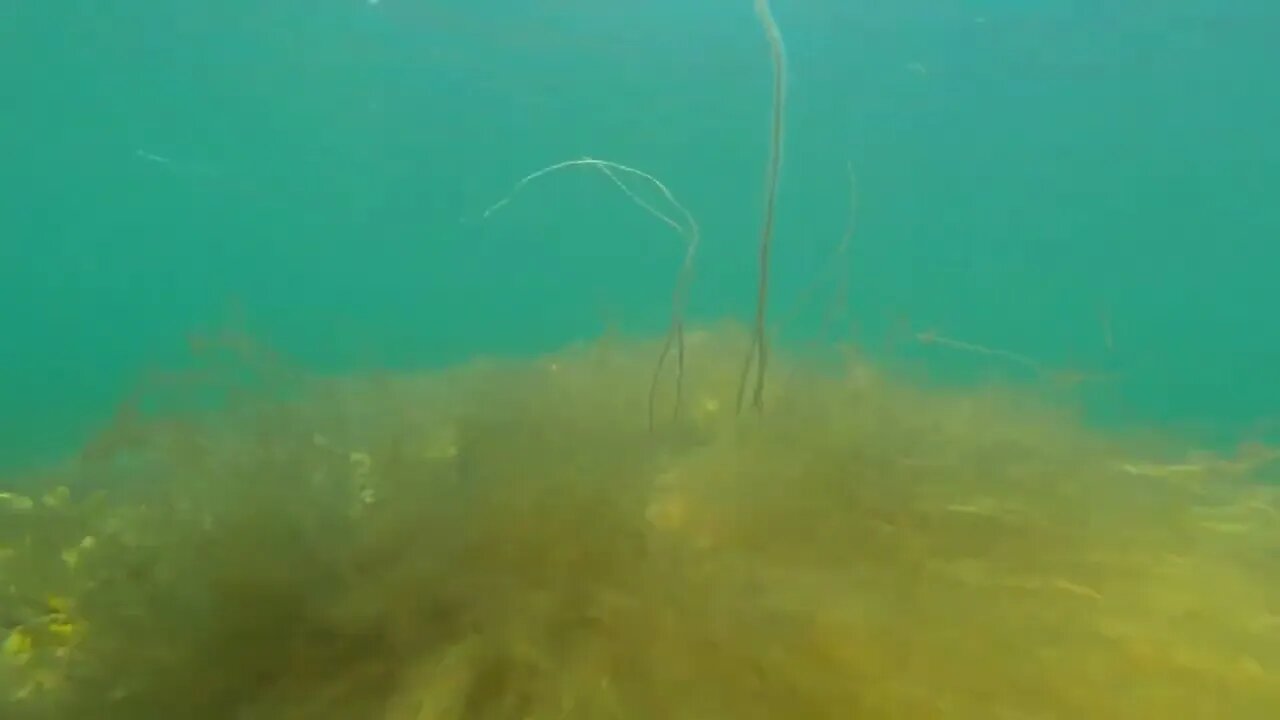 Underwater Shot Fish Swim In Sea Weed On The Ocean Floor