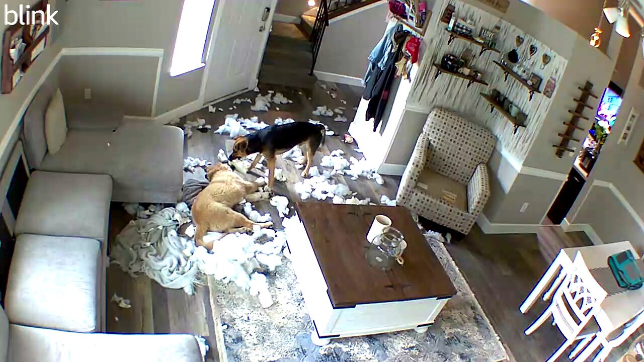 What Happens When My Dogs are Home Alone? (Caught on Blink Camera) | Doorbell Camera Video