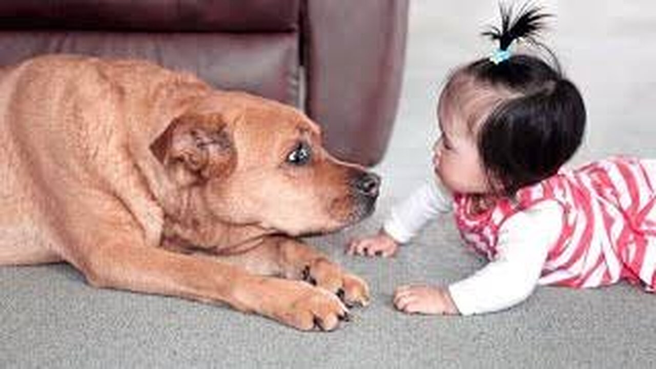 Cute baby animals Videos Compilation cutest moment of the animals - Cutest Puppies