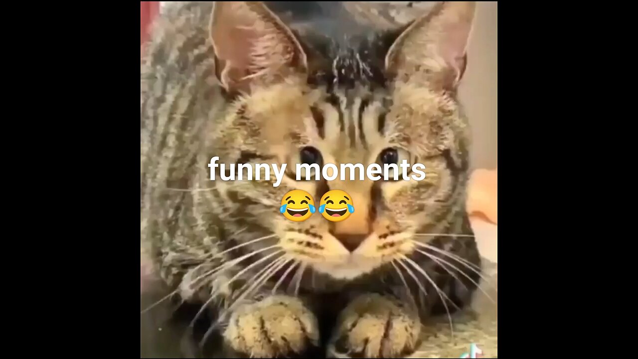 Funny moments 😝 for animals