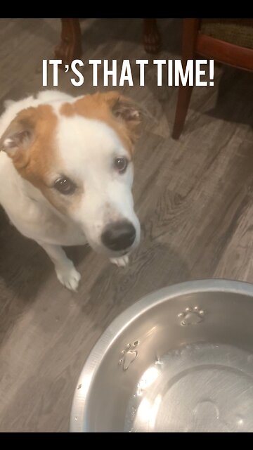 It’s that time for my dog!