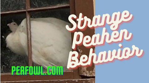 Strange Peahen Behavior, Peacock Minute, peafowl.com