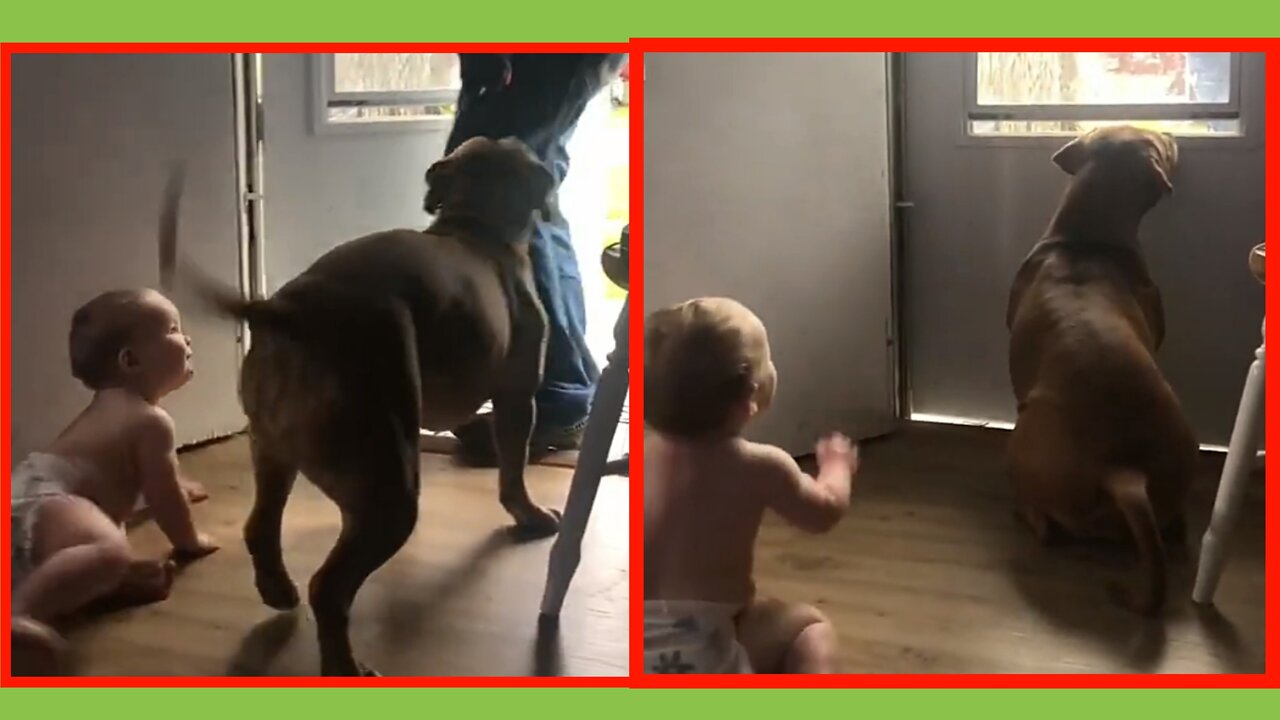 Baby waiting for dad | with his dog | #pets #Entertainment #viral #rumbletube
