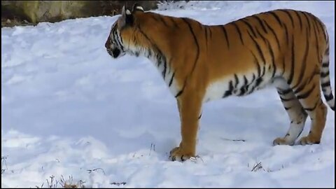 Ultimate_wild_animal