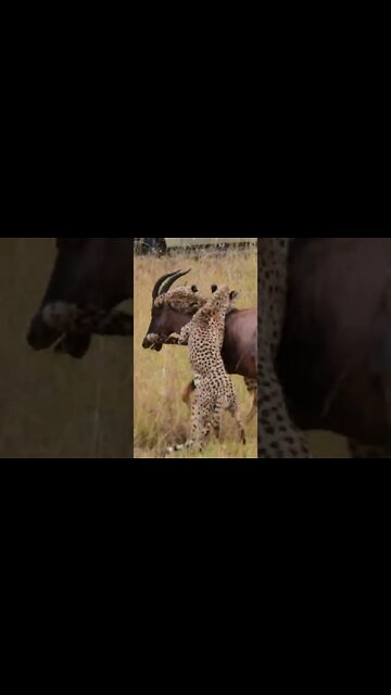 Cheetahs Catch An Antelope | #shorts