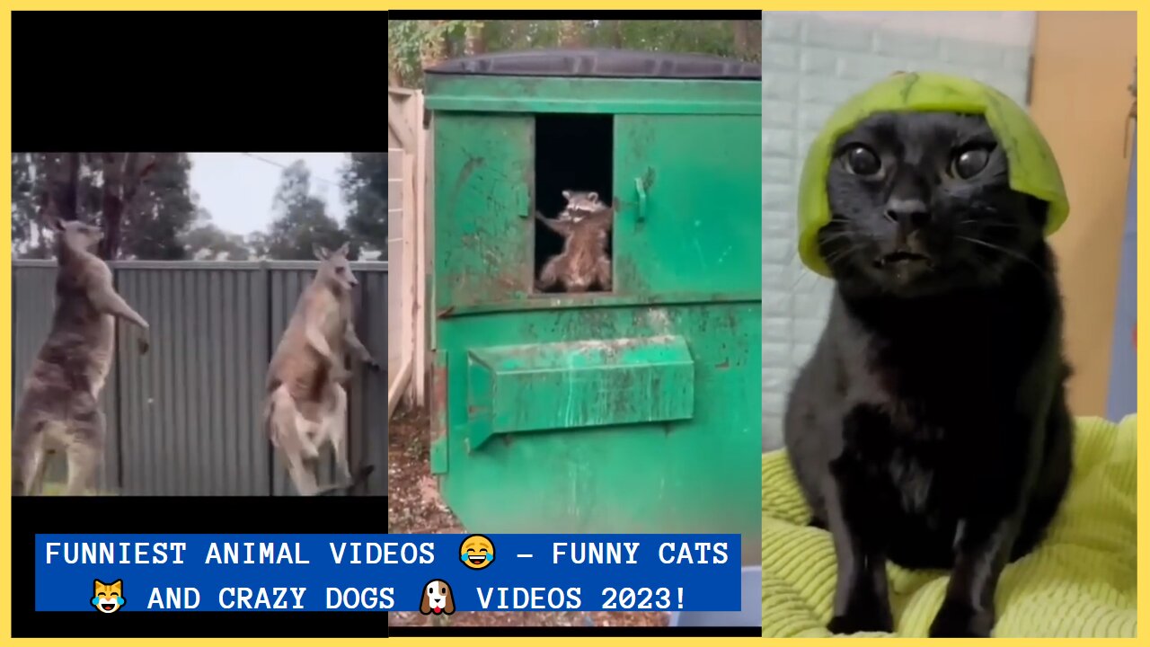 Funniest Animal Videos 😂 - Funny Cats 😹 and Crazy Dogs 🐶 Videos 2023! #2