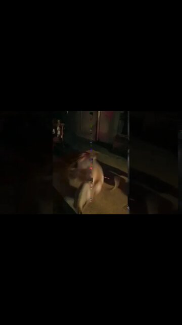 Dog Laser Light Spin out... Lord Belvedere
